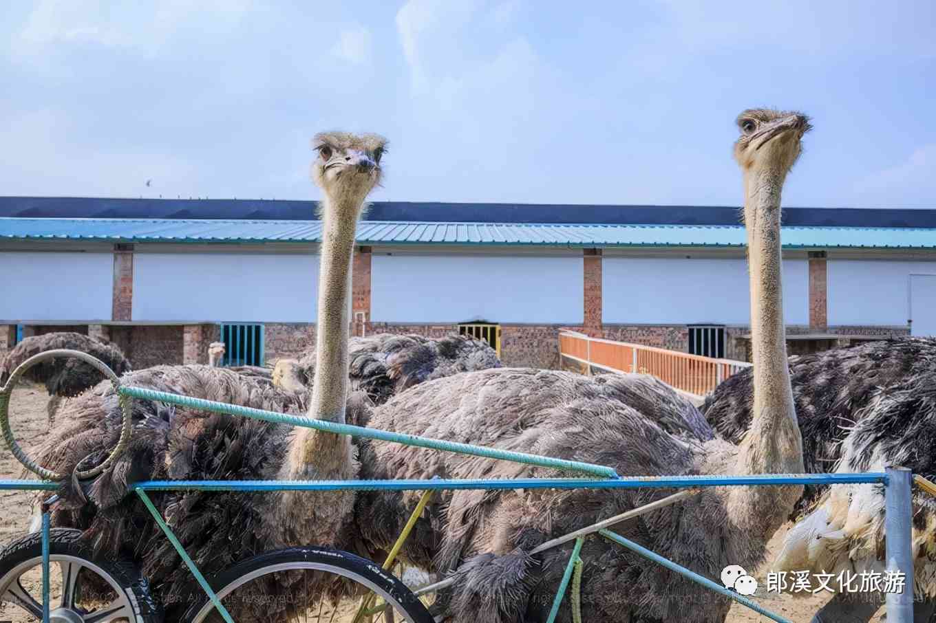 皖南这座自驾游客超爱的小城，秋天自带滤镜，迷倒无数老司机